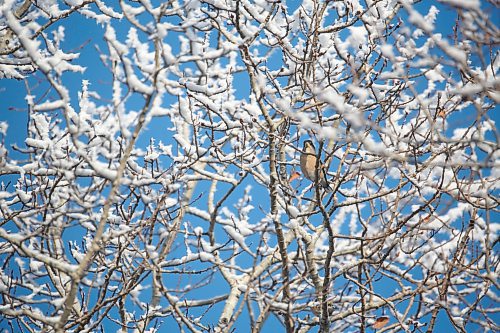A female Evening Grosbeak sits high up in the crown of a tree watching bird feeders in the yard of retired Parks Canada employee Ken Kingdon in the community of Onanole on Dec. 20. (Matt Goerzen/The Brandon Sun)
