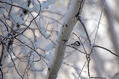 A black-capped Chickadee sits on a branch in the yard of retired Parks Canada employee Ken Kingdon in Onanole on Dec. 20. (Matt Goerzen/The Brandon Sun)