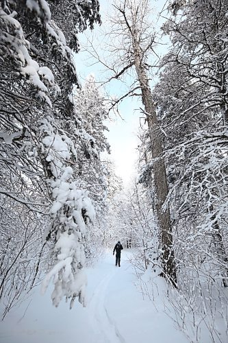 Parks Canada resource conservation officer Tim Town snowshoes through the snow found along the Bead Lakes Trail on Dec. 20 during the annual Christmas Bird Count in Riding Mountain National Park. (Matt Goerzen/The Brandon Sun)