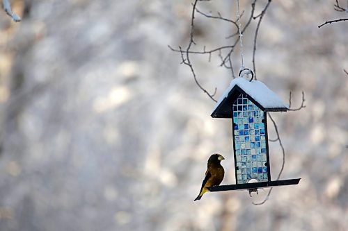 An Evening Grosbeak perches on a birdfeeder in the yard of retired Parks Canada employee Ken Kingdon in Onanole, south of Riding Mountain National Park on Tuesday afternoon. (Matt Goerzen/The Brandon Sun)