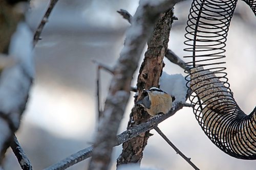 A red-breasted Nuthatch perches near a bird feeder in the community of Onanole during the annual Christmas Bird Count in Riding Mountain National Park on Dec. 20. (Matt Goerzen/The Brandon Sun)