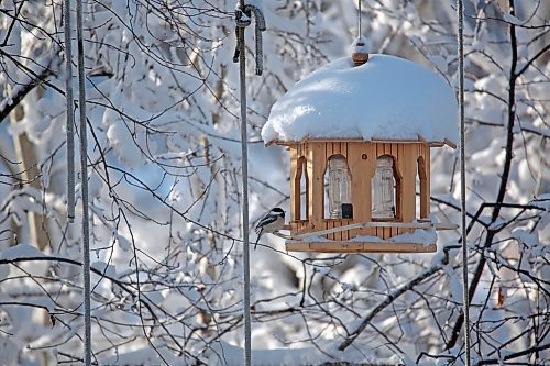 A black-capped Chickadee sits on a bird feeder that is hung in the yard of retired Parks Canada employee Ken Kingdon in Onanole on Dec. 20. (Matt Goerzen/The Brandon Sun)