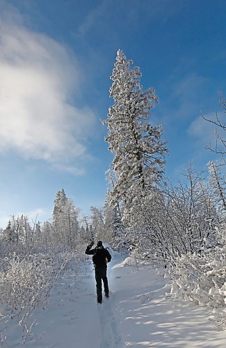 A snow-covered pine towers over Parks Canada resource conservation officer Tim Town, as he snowshoes the Bead Lakes Trail on Dec. 20 during the annual Christmas Bird Count in Riding Mountain National Park. (Matt Goerzen/The Brandon Sun)