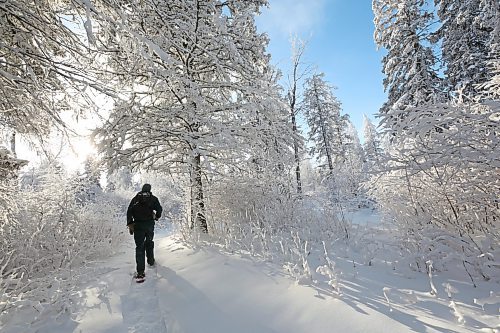A winter wonderland greets Parks Canada resource conservation officer Tim Town as hefollows the snow-covered Bead Lakes Trail on Dec. 20 during the annual Christmas Bird Count in Riding Mountain National Park. (Matt Goerzen/The Brandon Sun)