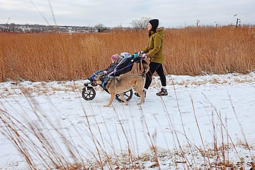 28112022
Catherine Whitecloud walks with her daughter Hannah Johnson and dog Carter at the Riverbank Discovery Centre on a windy Monday morning. 
(Tim Smith/The Brandon Sun)
***for Jillian story