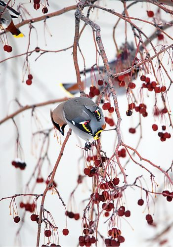 A bohemian waxwing hangs down on a branch while foraging for fruit in a cherry tree in Rivers. (Matt Goerzen/The Brandon Sun)
