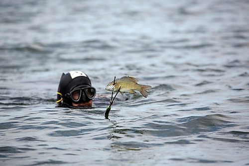Parks Canada resource conservation officer Tim Town holds up a freshly caught smallmouth bass on the end of his tri-point spear while coming out of the waters of Clear Lake. (Matt Goerzen/The Brandon Sun)