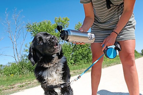 Alyssia Kajati gives Finn, a three-year-old Newfoundlander and Bernese Mountain Dog cross, a drink of water on a hot Tuesday afternoon in Brandon while out for a walk with Kelsey Simpson along the elevated walking trail near Eleanor Kidd Park. (Matt Goerzen/The Brandon Sun)