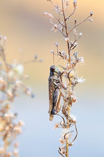 A sleepy grasshopper clings to the dried out remains of a wildflower in the cool morning air at sunrise, near the Assiniboine River. (Matt Goerzen/The Brandon Sun)