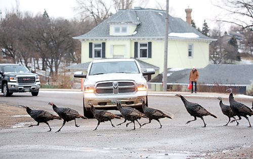 A flock of turkeys trot across the street in front of traffic near the Victoria Park in Souris. (Matt Goerzen/The Brandon Sun)