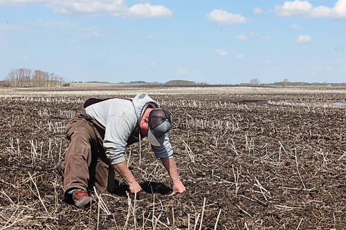 Grain producer Ron Krahn checks the depth of newly planted wheat seeds in one of his family's fields north of Rivers on Wednesday morning. Mud from wet fields can stick to tractor and equipment tires and allow for inaccurate depth readings. This spring has been cold and wet, leaving many producers in the province weeks behind their planting schedules. (Matt Goerzen/The Brandon Sun)