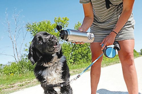 Brandon Sun Alyssia Kajati gives Finn, a three-year-old Newfoundlander and Bernese Mountain Dog cross, a drink of water on a hot Tuesday afternoon in Brandon while out for a walk with Kelsey Simpson along the elevated walking trail near Eleanor Kidd Park. Environment Canada's forecast for Brandon today is for generally sunny skies and a high of 23 C. (Matt Goerzen/The Brandon Sun)
