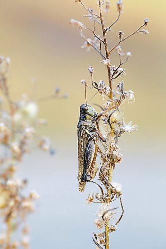 A sleepy grasshopper clings to the dried out remains of a wildflower in the cool morning air on Friday at sunrise, near the Assiniboine River. (Matt Goerzen/The Brandon Sun)
