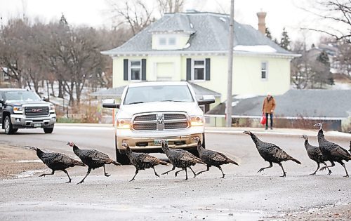 A flock of turkeys trot across the street in front of traffic near the Victoria Park in Souris on Tuesday afternoon. (Matt Goerzen/The Brandon Sun)