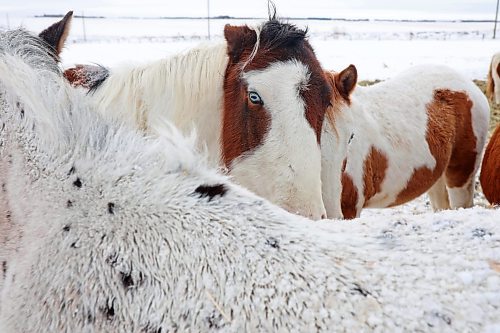 29122022
Horses congregate together at Sioux Valley Dakota Nation on a mild Thursday. (Tim Smith/The Brandon Sun)