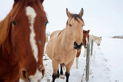 29122022
Horses congregate together at Sioux Valley Dakota Nation on a mild Thursday. (Tim Smith/The Brandon Sun)