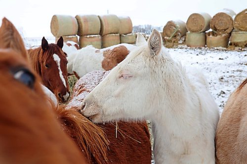 29122022
Horses congregate together at Sioux Valley Dakota Nation on a mild Thursday. (Tim Smith/The Brandon Sun)