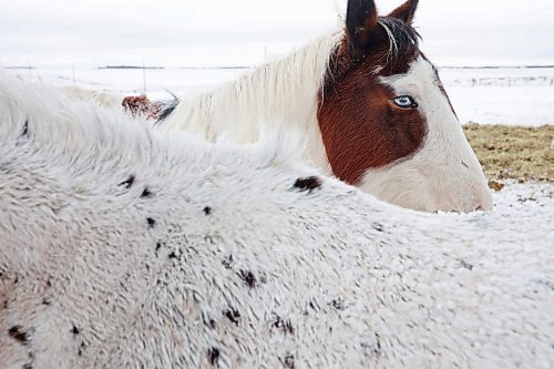 29122022
Horses congregate together at Sioux Valley Dakota Nation on a mild Thursday. (Tim Smith/The Brandon Sun)