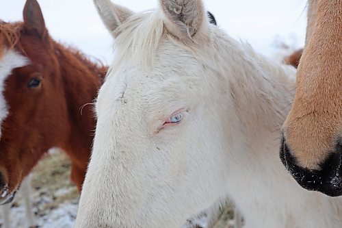 29122022
Horses congregate together at Sioux Valley Dakota Nation on a mild Thursday. (Tim Smith/The Brandon Sun)