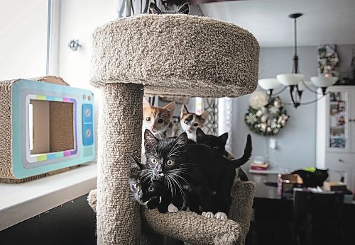 JESSICA LEE / WINNIPEG FREE PRESS

Jill Bristow, 42, fosters cats with the Winnipeg Humane Society Foster Program. She is photographed with her own cats and the kittens she is currently fostering in her apartment on December 29, 2022.

Reporter: Aaron Epp