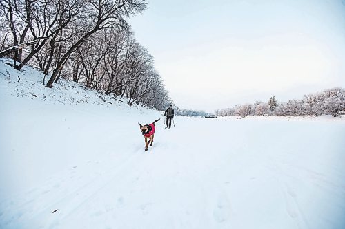 MIKAELA MACKENZIE / WINNIPEG FREE PRESS

Thaner Chartrand and his dog, Stanlee, go for a morning ski on the Assiniboine River in Winnipeg on Tuesday, Jan. 3, 2023. Chartrand is visiting from Quebec, and enjoys the wildlife (like deer, fox, and coyotes) he gets to see while skiing on the river. Standup.
Winnipeg Free Press 2022.