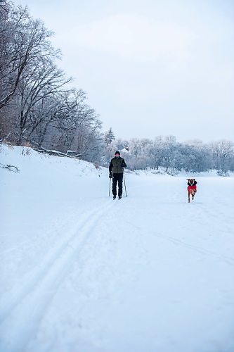 MIKAELA MACKENZIE / WINNIPEG FREE PRESS

Thaner Chartrand and his dog, Stanlee, go for a morning ski on the Assiniboine River in Winnipeg on Tuesday, Jan. 3, 2023. Chartrand is visiting from Quebec, and enjoys the wildlife (like deer, fox, and coyotes) he gets to see while skiing on the river. Standup.
Winnipeg Free Press 2022.