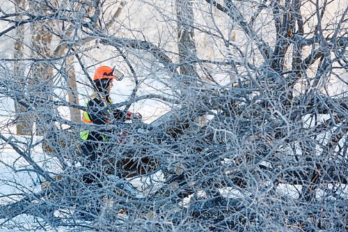 MIKE DEAL / WINNIPEG FREE PRESS
A city crew cuts down a tree amongst the frost covered trees in Crescent Drive Park Wednesday morning.
230104 - Wednesday, January 04, 2023.