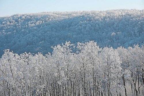 03012023
Hoar Frost clings to the trees in the valley at Asessippi Ski Resort on Tuesday. (Tim Smith/The Brandon Sun)