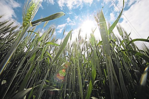 Brandon Sun A stand of wheat in a field south of Brandon reaches up to the blue sky and a bright sun on Wednesday morning. (Matt Goerzen/The Brandon Sun)