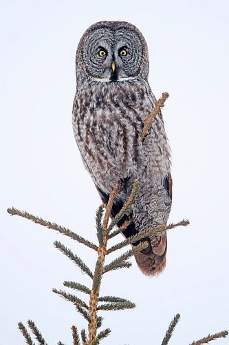 A great grey owl looks out from its perch atop a tree in Riding Mountain National Park on Monday afternoon. (Tim Smith/The Brandon Sun)