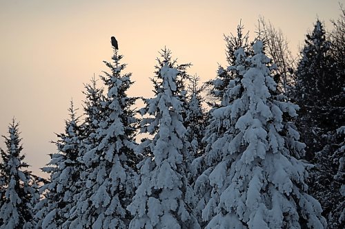 09012023
A great grey owl looks out from its perch atop a tree in Riding Mountain National Park on a grey Monday afternoon. 
(Tim Smith/The Brandon Sun)