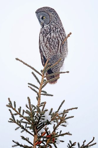 09012023
A great grey owl scans the snow while hunting at Riding Mountain National Park on a grey Monday afternoon. 
(Tim Smith/The Brandon Sun)