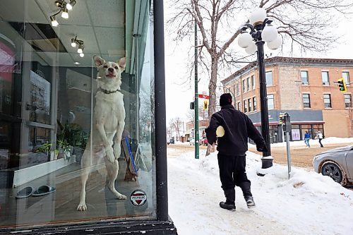 10012023
Frost, a husky / yellow lab mix stands on his hind legs while watching passersby on Rosser Avenue from the window of Housing First in Brandon on a mild Wednesday. 
(Tim Smith/The Brandon Sun)