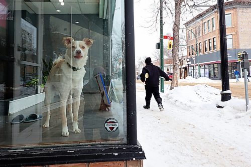 10012023
Frost, a husky / yellow lab stands in the windows of Housing First while watching passersby on Rosser Avenue in Brandon on a mild Wednesday. 
(Tim Smith/The Brandon Sun)