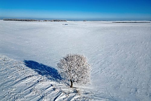 12012023
Hoar frost clings to as lone tree in a field west of Brandon on a blue-sky Thursday afternoon. (Tim Smith/The Brandon Sun)