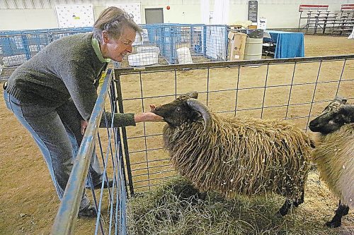Pam Heath of Heritage Livestock Canada pets a Shetland ram at the Manitoba Ag Ex at the Keystone Centre on Thursday. A group of Shetland breeders in Manitoba have used artificial insemination to impregnate Shetland ewes with bloodline from the United Kingdom to increase the quality of their flocks' genetics. (Ian Hitchen/The Brandon Sun)