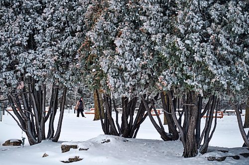 MIKE DEAL / WINNIPEG FREE PRESS
A person out for a walk amongst trees covered in frost in Assiniboine Park Tuesday afternoon.
230117 - Tuesday, January 17, 2023.