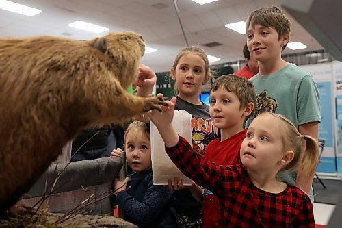 (From left) Siblings Alice, Isla, Logan, Duncan and Sophie Glass of Beulah, Man., check out a stuffed beaver on display at the Province of Manitoba Wildlife Branch booth during Manitoba Ag Days at the Keystone Centre on Wednesday. (Tim Smith/The Brandon Sun) 