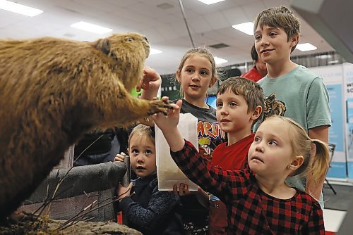 18012023
(L-R) Siblings Alice, Isla, Logan, Duncan and Sophie Glass of Beulah, Manitoba check out a stuffed beaver on display at the Province of Manitoba Wildlife Branch booth during Manitoba Ag Days 2023 at the Keystone Centre on Wednesday.  (Tim Smith/The Brandon Sun) (Tim Smith/The Brandon Sun)
