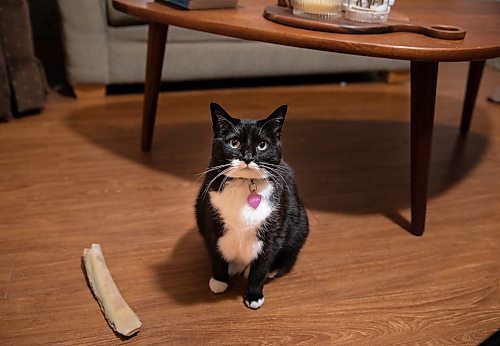 JESSICA LEE / WINNIPEG FREE PRESS

Ainslee Asham&#x2019;s cat Luna is photographed in her home on January 18, 2023.

Reporter: Eva Wasney