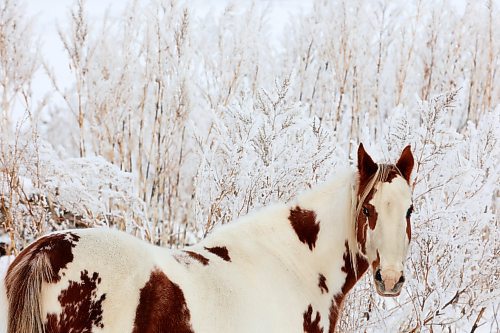 19012023
Hoar-frost clings to brush in a horse paddock west of Brandon on a mild Thursday.
(Tim Smith/The Brandon Sun)