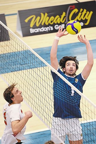 20012023
J.J. Love #1 of the Brandon University Bobcats leaps to set the ball during men&#x2019;s university volleyball action against the University of Calgary Dinos at the BU Healthy Living Centre on Friday evening. (Tim Smith/The Brandon Sun)