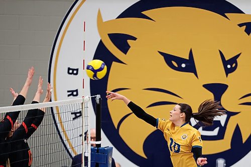 20012023
Keely Anderson #10 of the Brandon University Bobcats tips the ball over the net during university volleyball action against the University of Calgary Dinos at the BU Healthy Living Centre on Friday evening. The Bobcats lost to the Dinos in five sets.
(Tim Smith/The Brandon Sun)