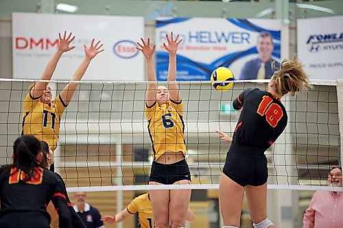20012023
Danielle Dardis #11 and Laura Ramsey #6 of the Brandon University Bobcats leap to block a spike by Daisy Olsen #18 of the University of Calgary Dinos during university volleyball action at the BU Healthy Living Centre on Friday evening. The Bobcats lost to the Dinos in five sets.
(Tim Smith/The Brandon Sun)