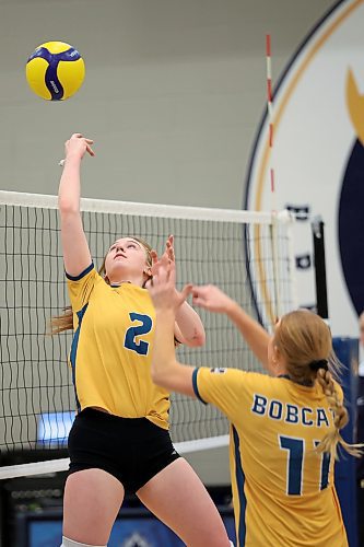 20012023
Carly Thomson #2 of the Brandon University Bobcats tips the ball over the net during university volleyball action against the University of Calgary Dinos at the BU Healthy Living Centre on Friday evening. The Bobcats lost to the Dinos in five sets.
(Tim Smith/The Brandon Sun)