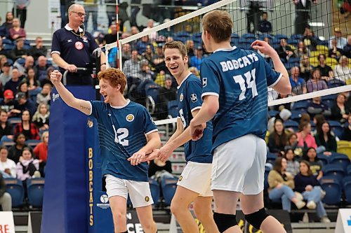 20012023
Rylan Metclaf #12, Phillip Lauter #15 and Tom Friesen #14 of the Brandon University Bobcats celebrate a point during men&#x2019;s university volleyball action against the University of Calgary Dinos at the BU Healthy Living Centre on Friday evening. (Tim Smith/The Brandon Sun)