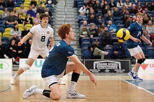 20012023
Rylan Metclaf #12 of the Brandon University Bobcats digs the ball during men&#x2019;s university volleyball action against the University of Calgary Dinos at the BU Healthy Living Centre on Friday evening. (Tim Smith/The Brandon Sun)