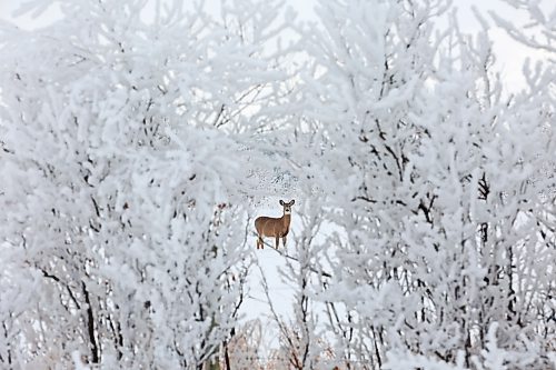 A white-tailed deer is framed by hoar-frost covered trees bordering land west of Brandon earlier this month. (Tim Smith/The Brandon Sun)