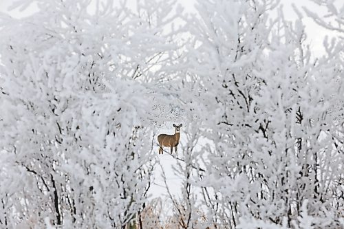 19012023
A white-tailed deer is framed by hoar-frost covered trees bordering land west of Brandon on a mild Thursday.
(Tim Smith/The Brandon Sun)