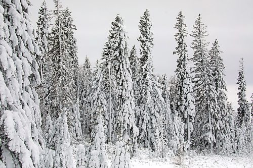 25012023
Thick snow clings to trees in Riding Mountain National Park on a mild Wednesday afternoon. 
(Tim Smith/The Brandon Sun)